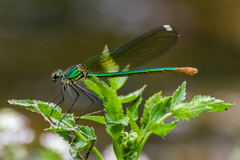 Calopteryx xanthostoma