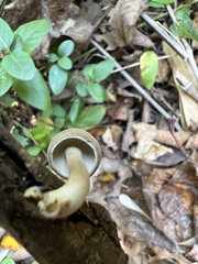 Lentinus brumalis