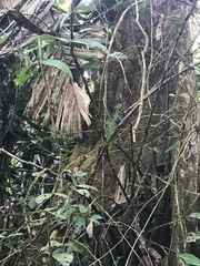 Basiliscus plumifrons