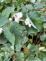 Symphoricarpos