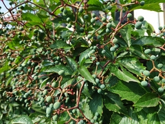 Parthenocissus quinquefolia