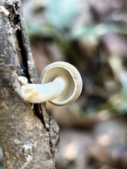 Lentinus brumalis