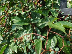 Parthenocissus quinquefolia