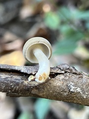 Lentinus brumalis