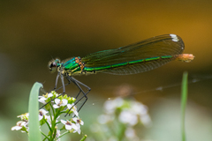Calopteryx xanthostoma