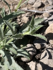 Xanthisma grindelioides