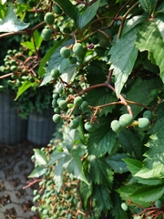 Parthenocissus quinquefolia