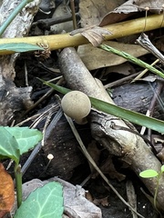 Lentinus brumalis