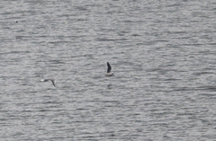 Hydrocoloeus minutus