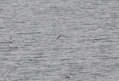 Hydrocoloeus minutus