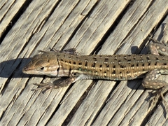 Psammodromus edwarsianus