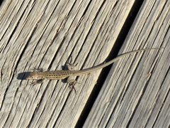 Psammodromus edwarsianus