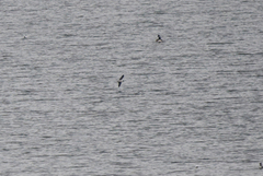 Hydrocoloeus minutus