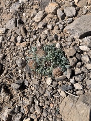 Townsendia jonesii tumulosa