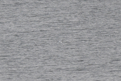 Hydrocoloeus minutus