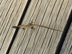 Psammodromus edwarsianus