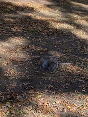 Sciurus carolinensis