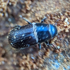Dendroctonus terebrans