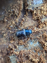 Dendroctonus terebrans