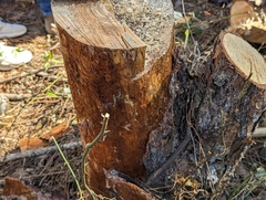 Dendroctonus terebrans
