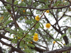 Vachellia erioloba