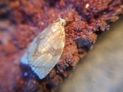 Adoxophyes negundana