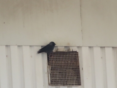 Corvus monedula