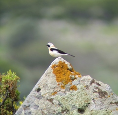 Oenanthe melanoleuca