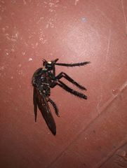 Archilestris magnificus