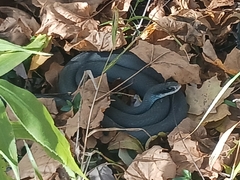 Coluber constrictor foxii