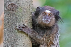 Callithrix penicillata