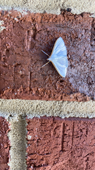 Diaphania costata