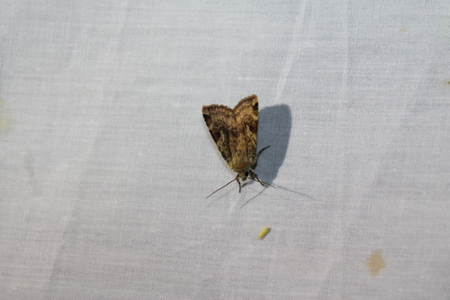 Catocaline Dart photo 3