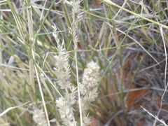 Schmidtia pappophoroides