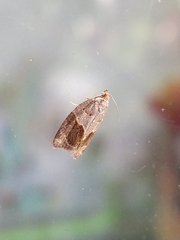 Clepsis dumicolana