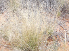 Eragrostis lehmanniana