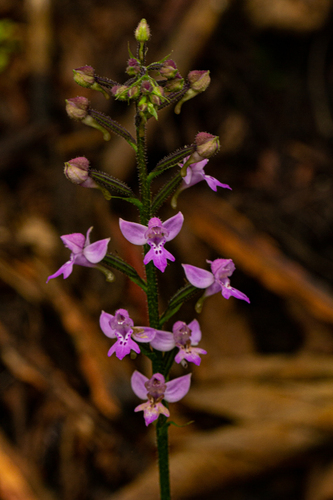 Cynorkis kassneriana image