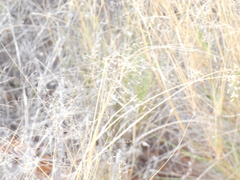 Eragrostis lehmanniana