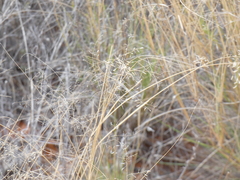 Eragrostis lehmanniana