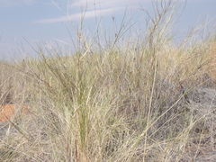 Stipagrostis amabilis