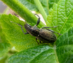 Naupactus tremolerasi