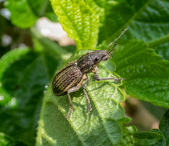 Naupactus tremolerasi