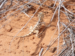 Agama aculeata aculeata