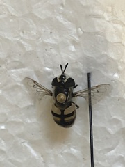 Copestylum marginatum