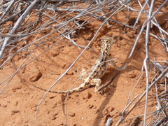 Agama aculeata aculeata