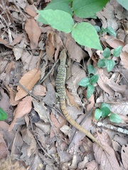 Gerrhonotus infernalis