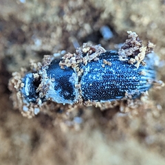 Beauveria bassiana
