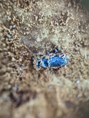 Beauveria bassiana