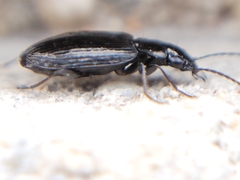 Sericoda