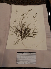 Potamogeton strictifolius